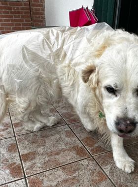 Impermeabile per animali